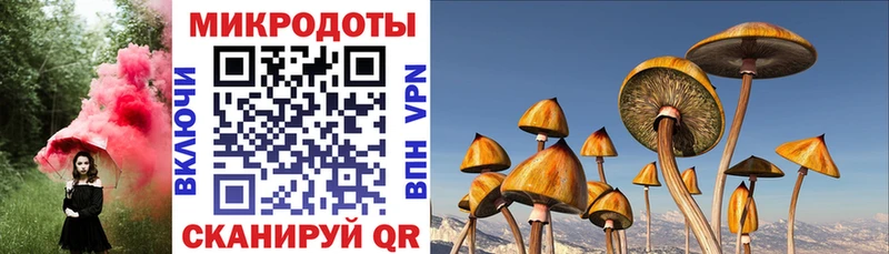 купить закладку Краснознаменск Псилоцибиновые грибы ЛСД